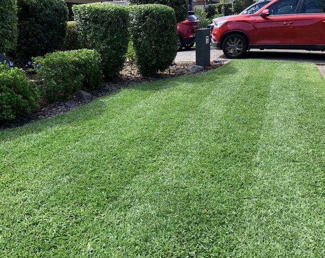 Beautiful Green Lawn Central Coast, Lawn Stripes. 