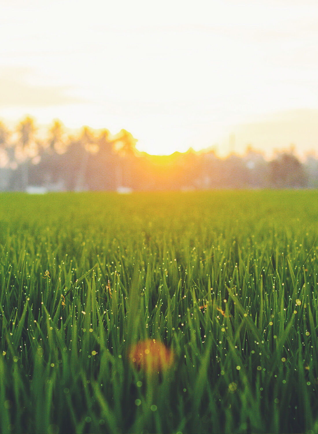 Beautiful looking lawn. Central coast Lawn Mowing